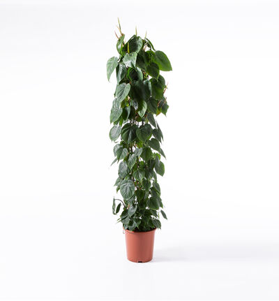 Philodendron scandens  Philodendron scandens